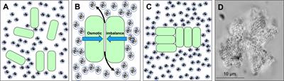 The Depletion Mechanism Actuates Bacterial Aggregation by Exopolysaccharides and Determines Species Distribution & Composition in Bacterial Aggregates